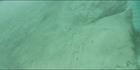 Dugongs - Great Sandy Strait - Hervey Bay - Fraser Island - QLD (PBH4 00 17835)